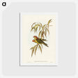 アートポストカード-Musky Lorikeet
 - ジョン グールド Postcard.