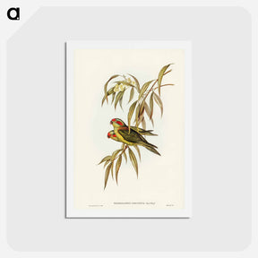 アートポストカード-Musky Lorikeet
 - ジョン グールド Postcard.