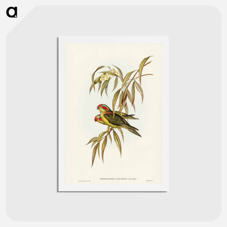 アートポストカード-Musky Lorikeet
 - ジョン グールド Postcard.