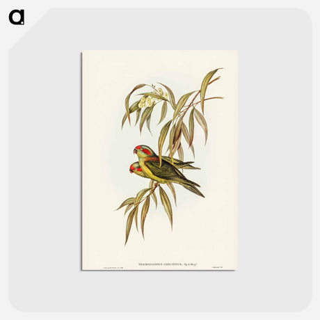アートポストカード-Musky Lorikeet
 - ジョン グールド Postcard.