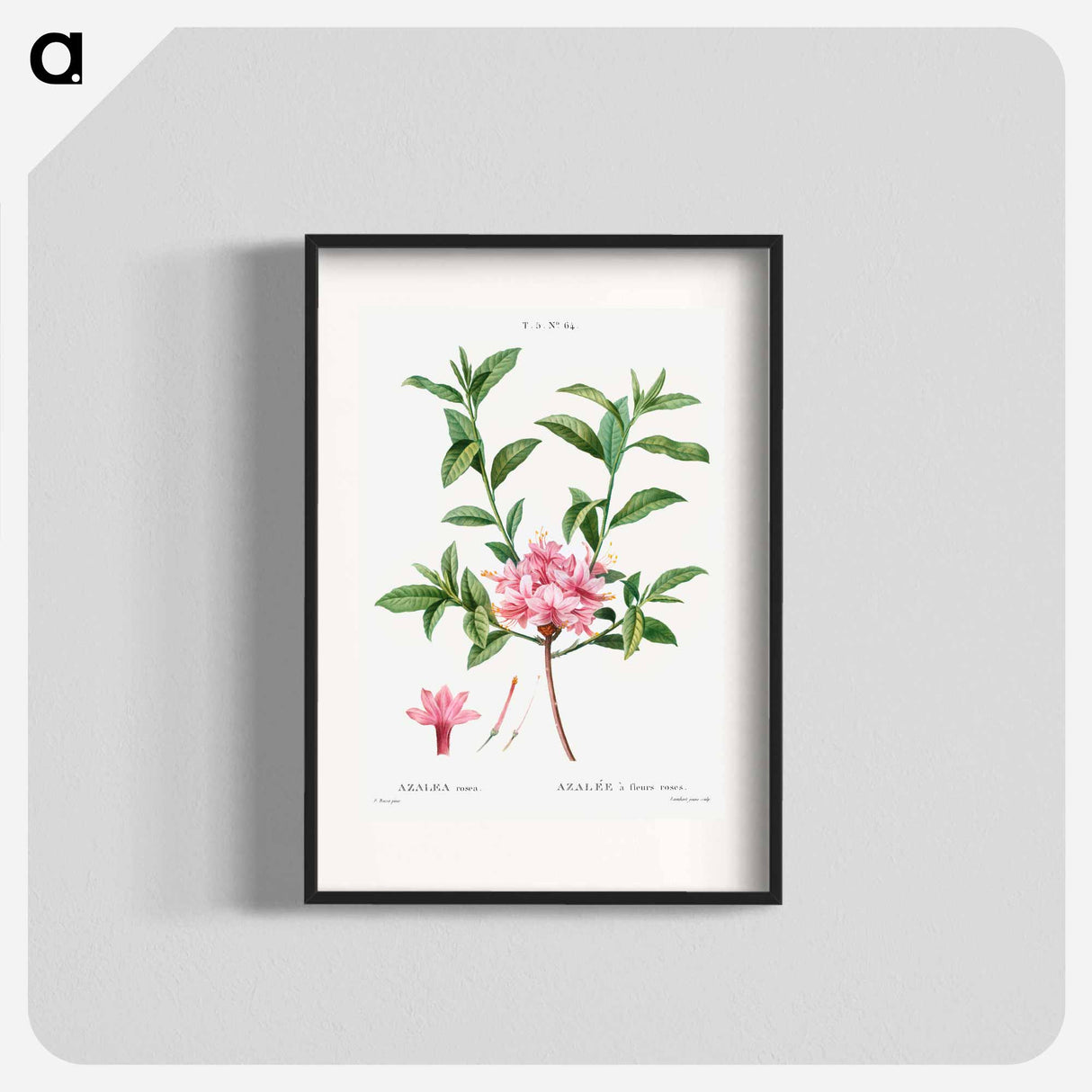 Azalea - Pierre Joseph Redouté Poster.