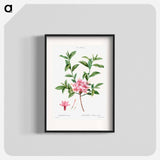 Azalea - Pierre Joseph Redouté Poster.