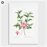 Azalea - Pierre Joseph Redouté Poster.