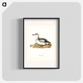 アートポスター-Black Guillemot
 - スヴェンスカ フォグラル Poster.