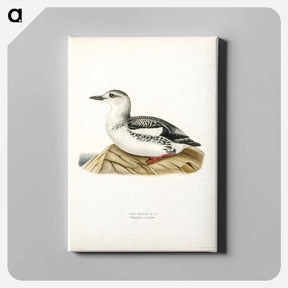 アートパネル-Black Guillemot
 - スヴェンスカ フォグラル Canvas.