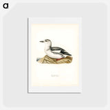 アートポストカード-Black Guillemot
 - スヴェンスカ フォグラル Postcard.