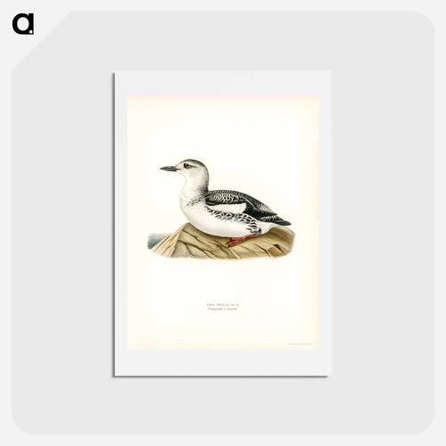 Black Guillemot
 - スヴェンスカ フォグラル Postcard.