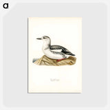 アートポストカード-Black Guillemot
 - スヴェンスカ フォグラル Postcard.