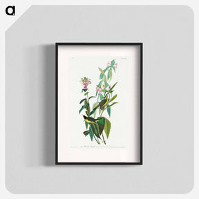 アートポスター-Green Black-Capt Flycatcher from Birds of America
 - アメリカの鳥たち Poster.