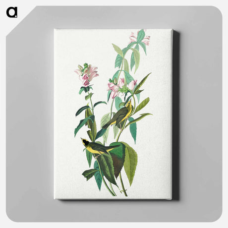 アートパネル-Green Black-Capt Flycatcher from Birds of America
 - アメリカの鳥たち Canvas.