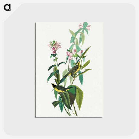 アートポストカード-Green Black-Capt Flycatcher from Birds of America
 - アメリカの鳥たち Postcard.