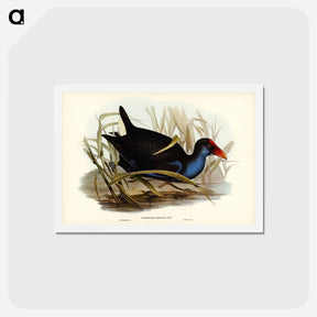 アートポストカード-Azure-breasted Porphyrio
 - ジョン グールド Postcard.