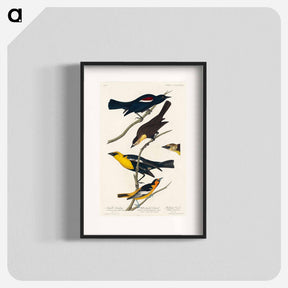 アートポスター-Birds of America
 - ジョン ジェームス オーデュボン Poster.