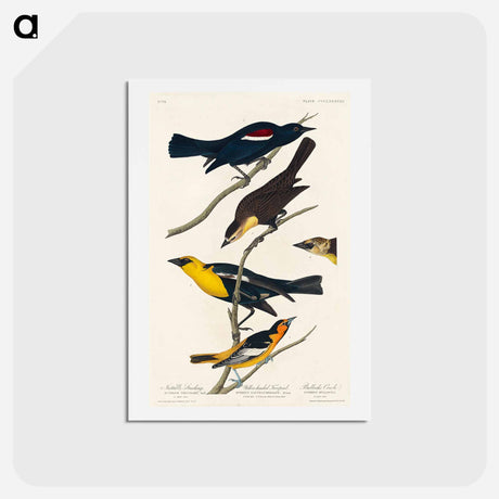 アートポストカード-Birds of America
 - ジョン ジェームス オーデュボン Postcard.