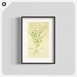 アートポスター-Chamaemelon leucanthemon, Camillen: Chamomile Plant
 - 国立医学図書館 Poster.