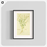 アートポスター-Chamaemelon leucanthemon, Camillen: Chamomile Plant
 - 国立医学図書館 Poster.