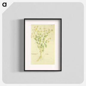 アートポスター-Chamaemelon leucanthemon, Camillen: Chamomile Plant
 - 国立医学図書館 Poster.