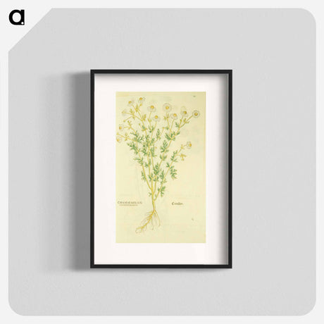 アートポスター-Chamaemelon leucanthemon, Camillen: Chamomile Plant
 - 国立医学図書館 Poster.
