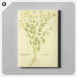 アートパネル-Chamaemelon leucanthemon, Camillen: Chamomile Plant
 - 国立医学図書館 Canvas.