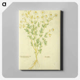 アートパネル-Chamaemelon leucanthemon, Camillen: Chamomile Plant
 - 国立医学図書館 Canvas.