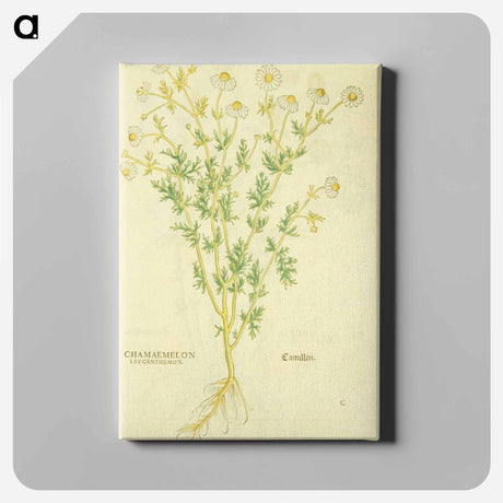アートパネル-Chamaemelon leucanthemon, Camillen: Chamomile Plant
 - 国立医学図書館 Canvas.