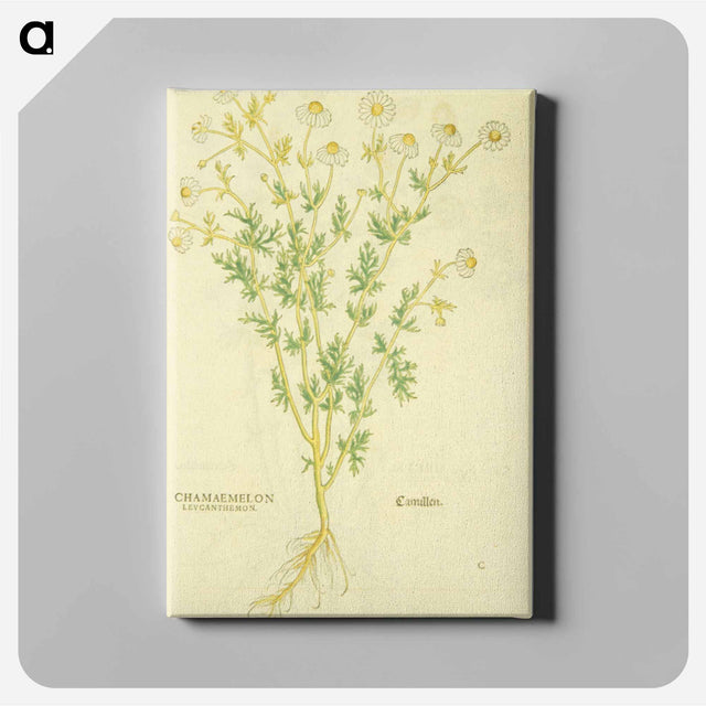 アートパネル-Chamaemelon leucanthemon, Camillen: Chamomile Plant
 - 国立医学図書館 Canvas.