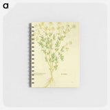 アートメモ帳-Chamaemelon leucanthemon, Camillen: Chamomile Plant
 - 国立医学図書館 Memo.