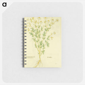 アートメモ帳-Chamaemelon leucanthemon, Camillen: Chamomile Plant
 - 国立医学図書館 Memo.