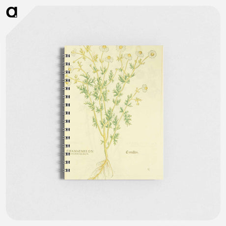 アートメモ帳-Chamaemelon leucanthemon, Camillen: Chamomile Plant
 - 国立医学図書館 Memo.