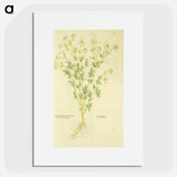 アートポスター-Chamaemelon leucanthemon, Camillen: Chamomile Plant
 - 国立医学図書館 Poster.