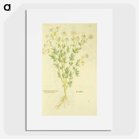 アートポスター-Chamaemelon leucanthemon, Camillen: Chamomile Plant
 - 国立医学図書館 Poster.