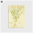 アートポストカード-Chamaemelon leucanthemon, Camillen: Chamomile Plant
 - 国立医学図書館 Postcard.