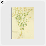 アートポストカード-Chamaemelon leucanthemon, Camillen: Chamomile Plant
 - 国立医学図書館 Postcard.