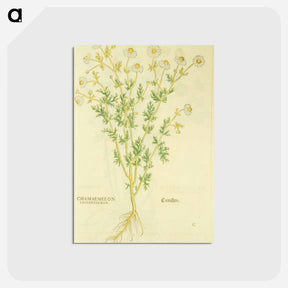 アートポストカード-Chamaemelon leucanthemon, Camillen: Chamomile Plant
 - 国立医学図書館 Postcard.