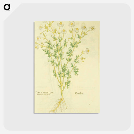 アートポストカード-Chamaemelon leucanthemon, Camillen: Chamomile Plant
 - 国立医学図書館 Postcard.