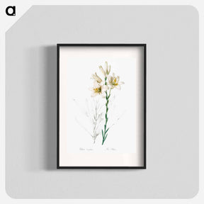 アートポスター-Madonna lily - ピエール ジョゼフ ルドゥーテ Poster.