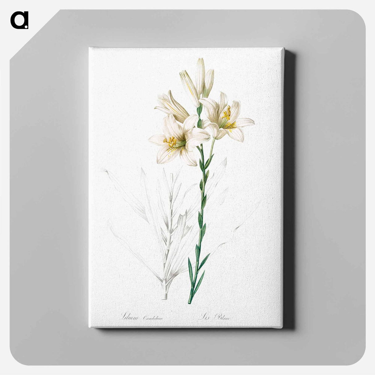 Madonna lily - ピエール ジョゼフ ルドゥーテ Canvas.