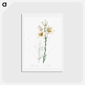 アートポストカード-Madonna lily - ピエール ジョゼフ ルドゥーテ Postcard.
