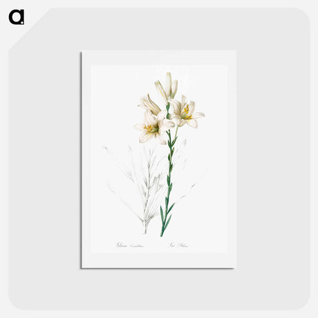 アートポストカード-Madonna lily - ピエール ジョゼフ ルドゥーテ Postcard.