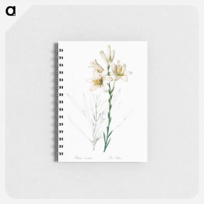 アートメモ帳-Madonna lily - ピエール ジョゼフ ルドゥーテ Memo.