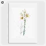 Madonna lily - ピエール ジョゼフ ルドゥーテ Poster.