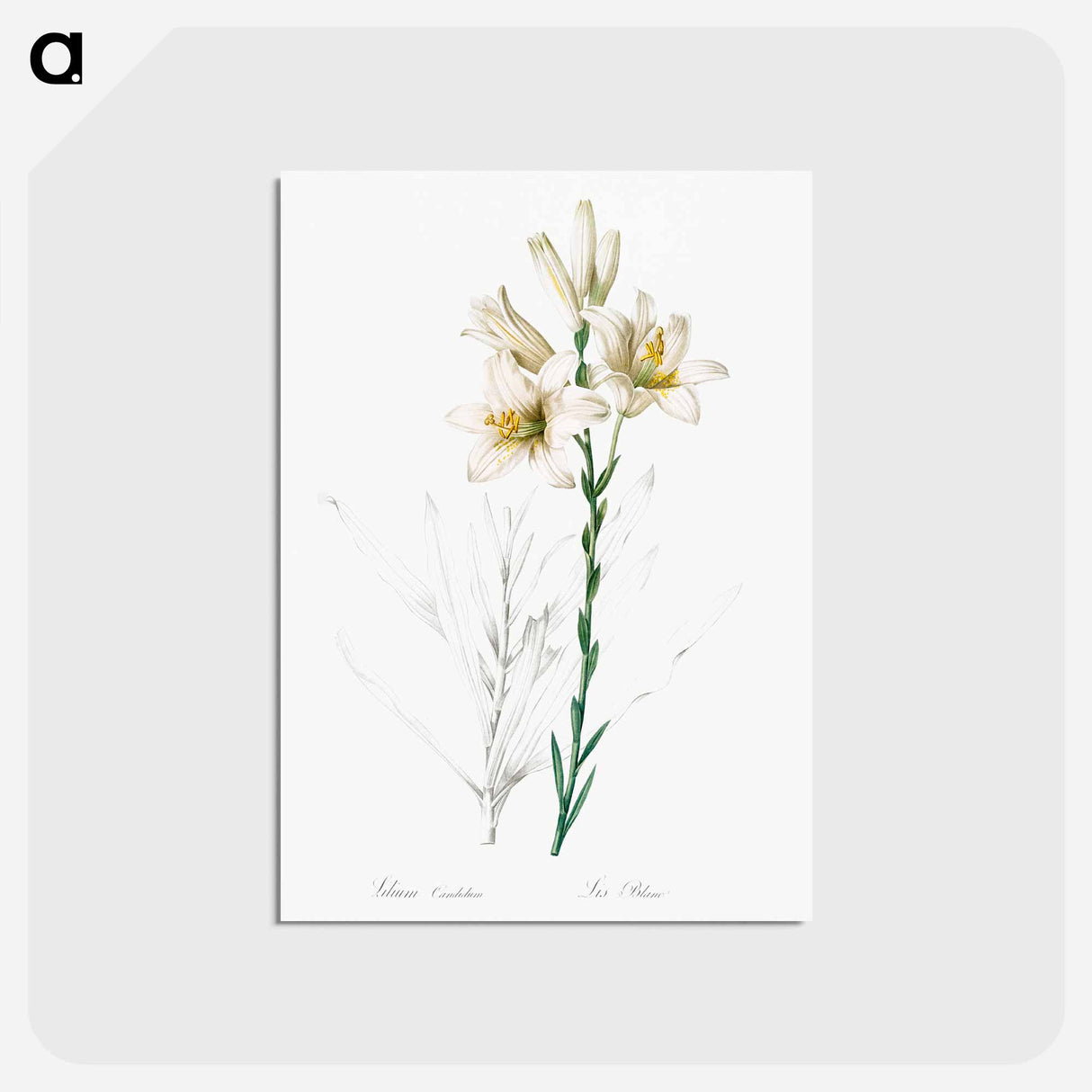 アートポストカード-Madonna lily - ピエール ジョゼフ ルドゥーテ Postcard.
