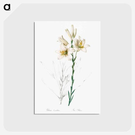 アートポストカード-Madonna lily - ピエール ジョゼフ ルドゥーテ Postcard.