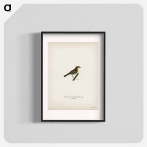 アートポスター-Common Chiffchaff
 - スヴェンスカ フォグラル Poster.
