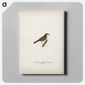 アートパネル-Common Chiffchaff
 - スヴェンスカ フォグラル Canvas.