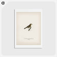 アートポストカード-Common Chiffchaff
 - スヴェンスカ フォグラル Postcard.