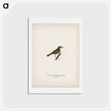 アートポストカード-Common Chiffchaff
 - スヴェンスカ フォグラル Postcard.