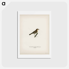 アートポストカード-Common Chiffchaff
 - スヴェンスカ フォグラル Postcard.