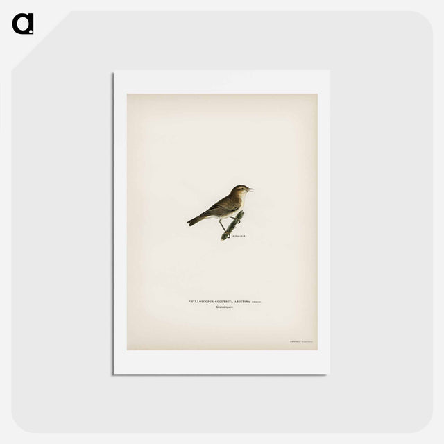 アートポストカード-Common Chiffchaff
 - スヴェンスカ フォグラル Postcard.