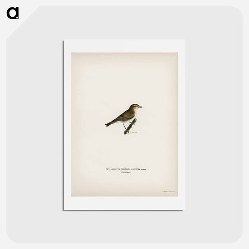Common Chiffchaff
 - スヴェンスカ フォグラル Postcard.